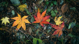 In december 2019 maakte ik een tentoonstelling met fotografie van de herfst in Japan en Nederland