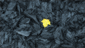 In Nederland verandert het weer meestal in oktober.
Westerse stormen, regen en lage temperaturen veroorzaken dat de bladeren
direct op de grond te vallen, zonder geel en rood te kleuren. Tenminste aan de kust is dit het geval.
In 2019 was het echter anders. Ik nam mijn camera en
fotografeerde de kleurenvariëteit van de Nederlandse herfst.
