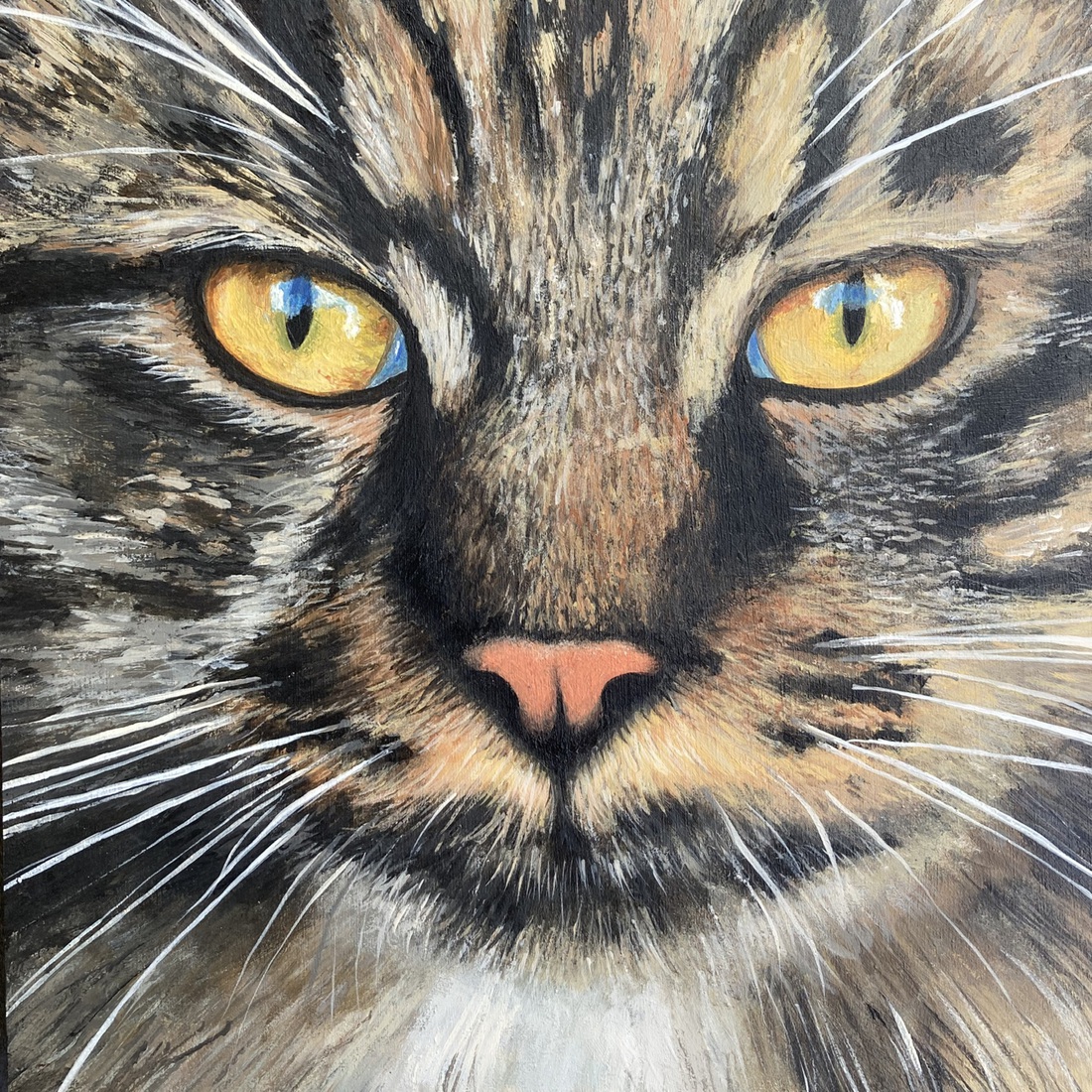 Enzo, de mooie grote kater