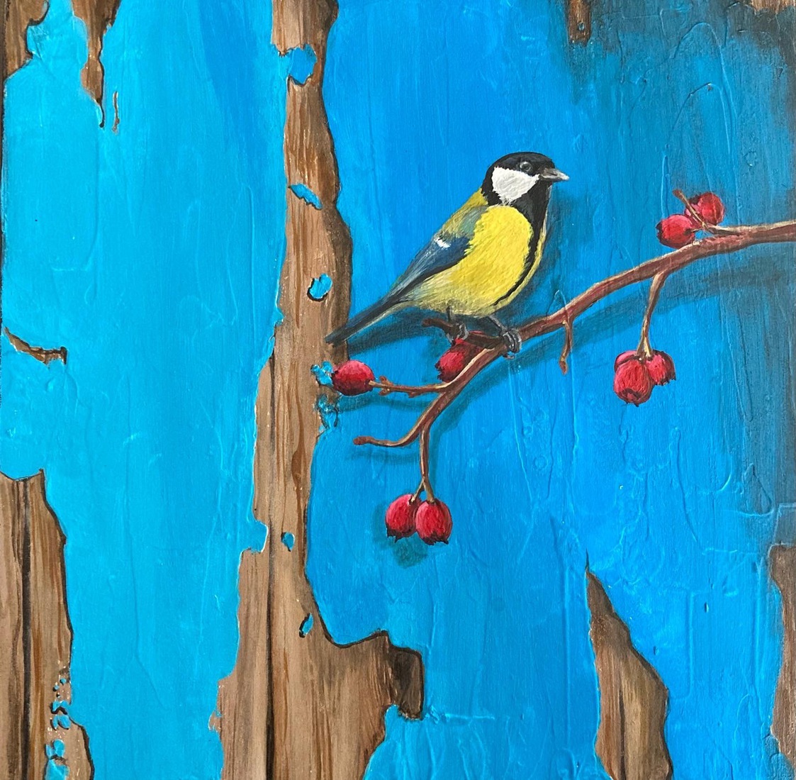 Vogelserie tegen een blauwe wand - koolmees