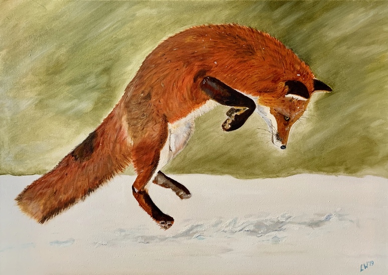 Red fox in snow