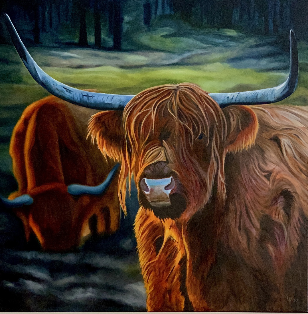 Scottish highlander at sunset