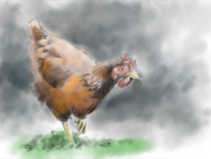 Dieren in onze omgeving, zoals we ze tegen komen tijdens fiets-en wandeltochten.