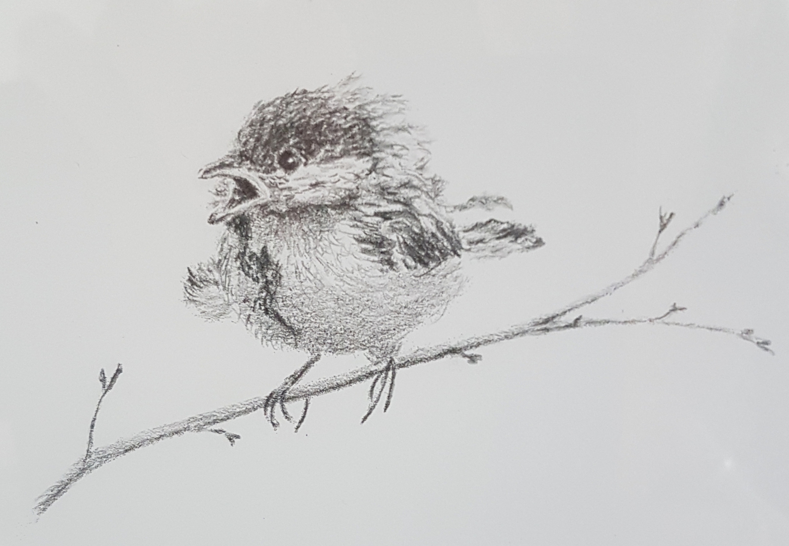 Jong koolmeesje op takje