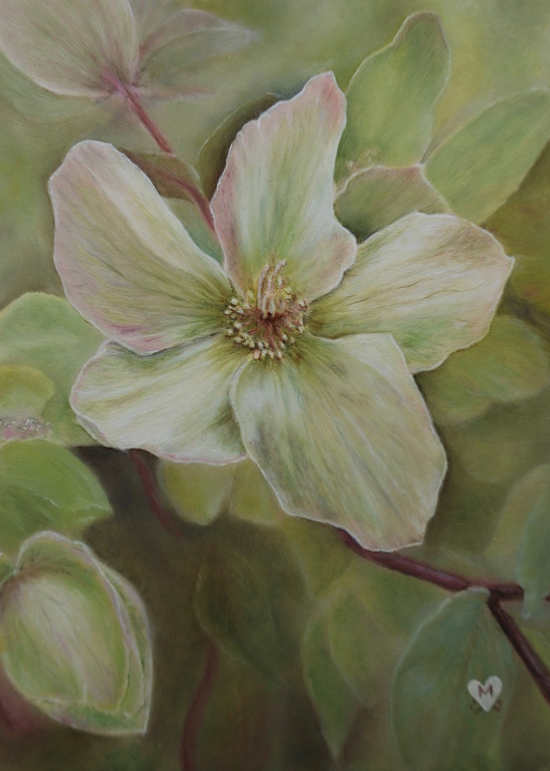 Helleborus