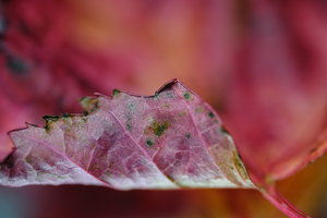 Macro foto,s van herfstblad met kleine scherptediepte