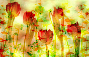 Afbeeldingen van bloemen creatief bewerkt in een fotoprogramma