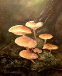 paddestoelen