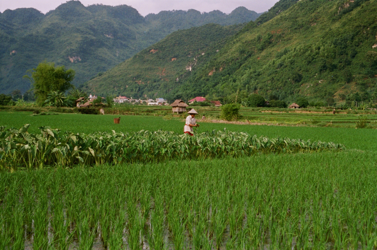 Mai Châu: Rijstvelden