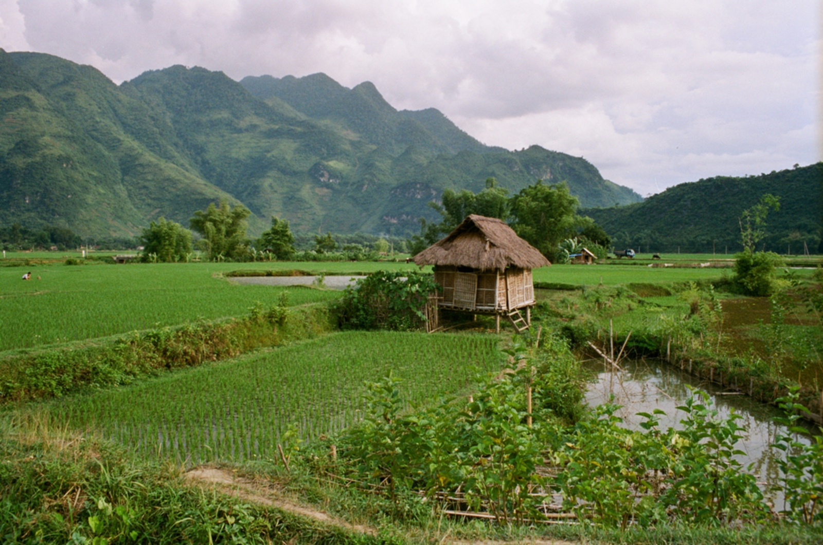 Mai Châu: Rijstvelden