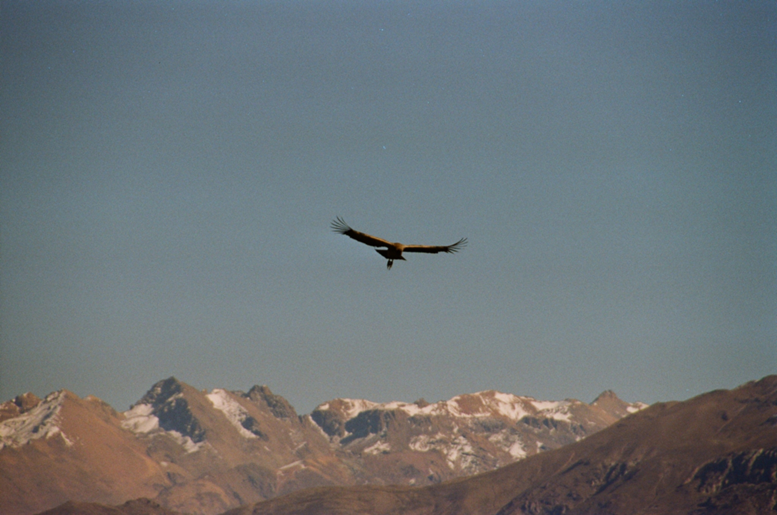 Colca Canyon: Condor
