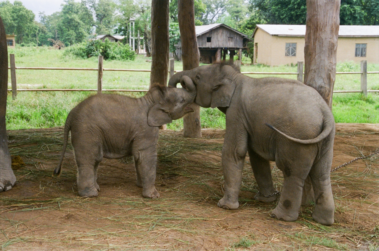 Chitwan nationaal park: Jonge olifanten