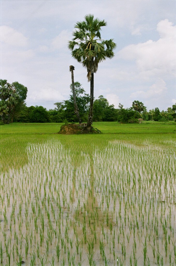 Khong eiland: Rijstveld
