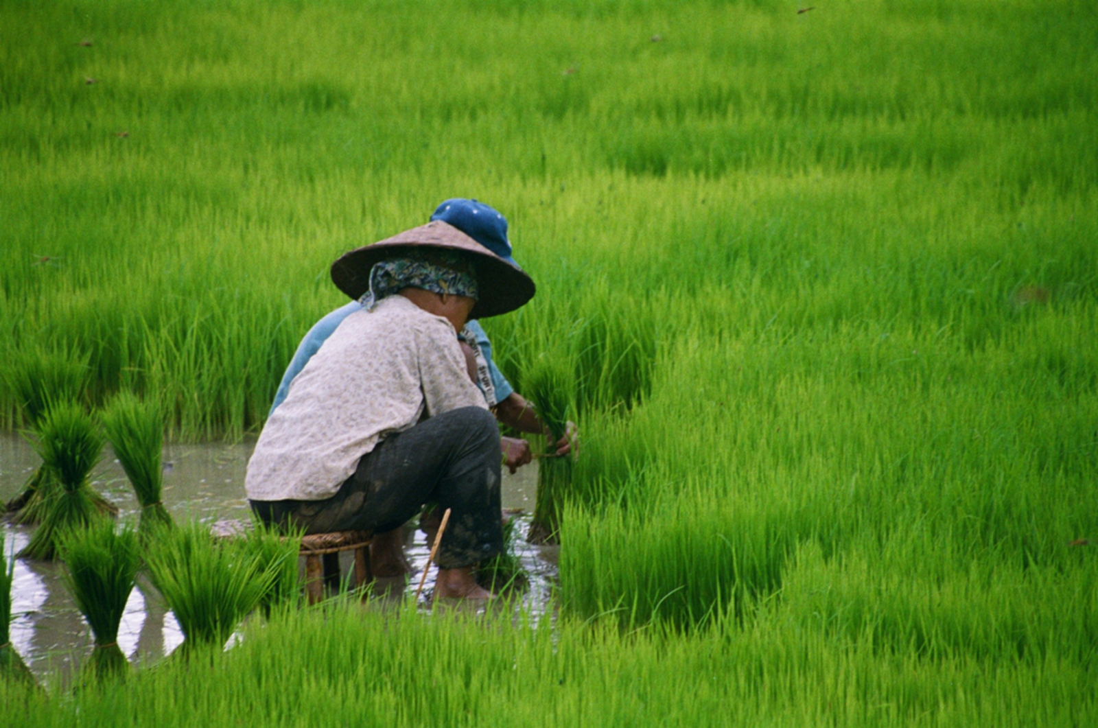 Luang Prabang: Het oogsten van rijst