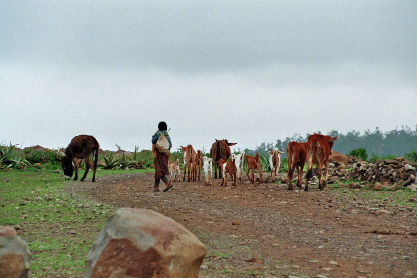 Axum: Met de kudde op stap