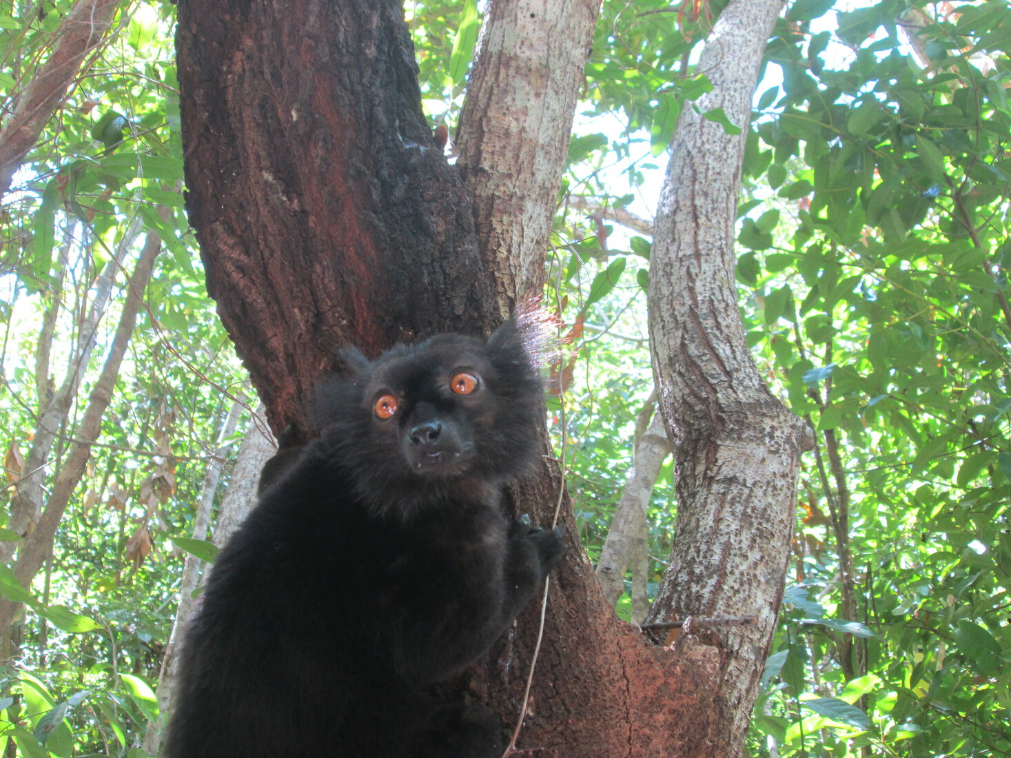 Nosy Be: Moormaki (Eulemur macaco)
