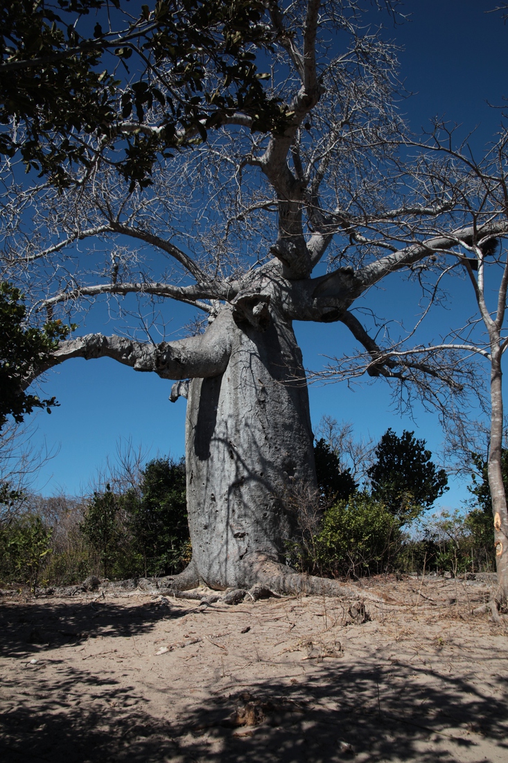 Ankarana N.P.: Baobab