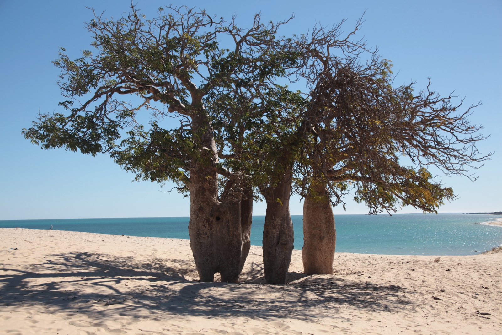 Ifaty: Baobab op het strand