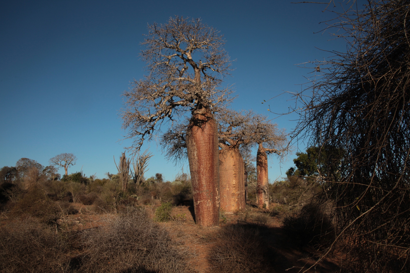 Ifaty: Baobab