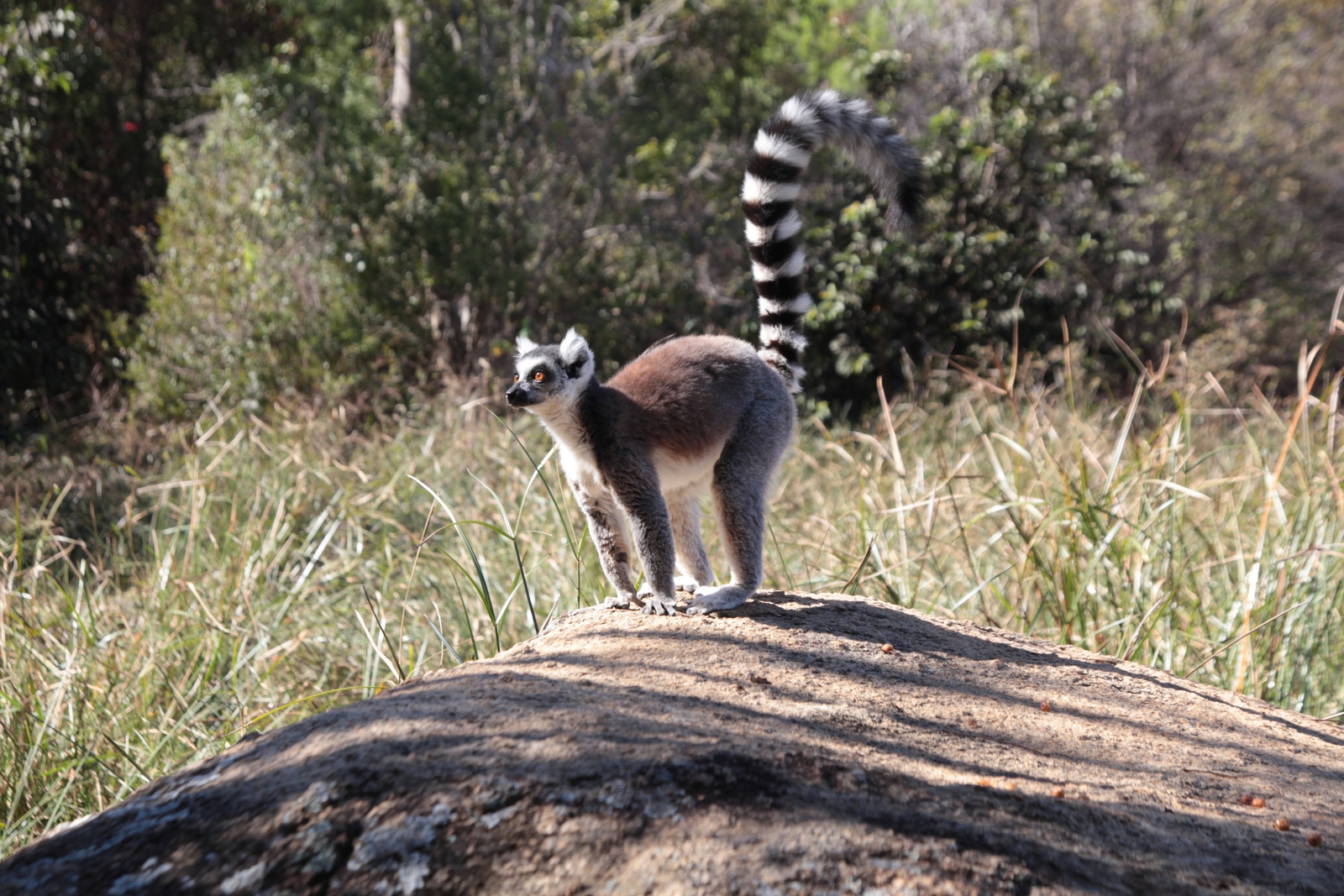 Andringitra N.P.: Ringstaartmaki (Lemur catta)