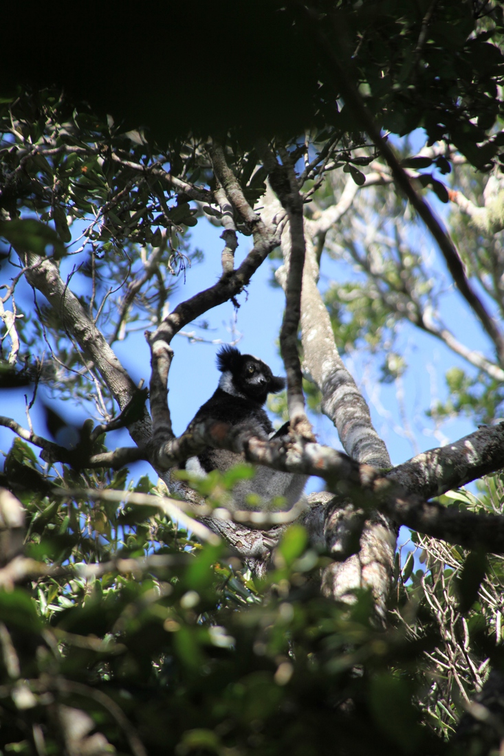 N.P. Andasibe Mantadia: Indri (Indri indri)