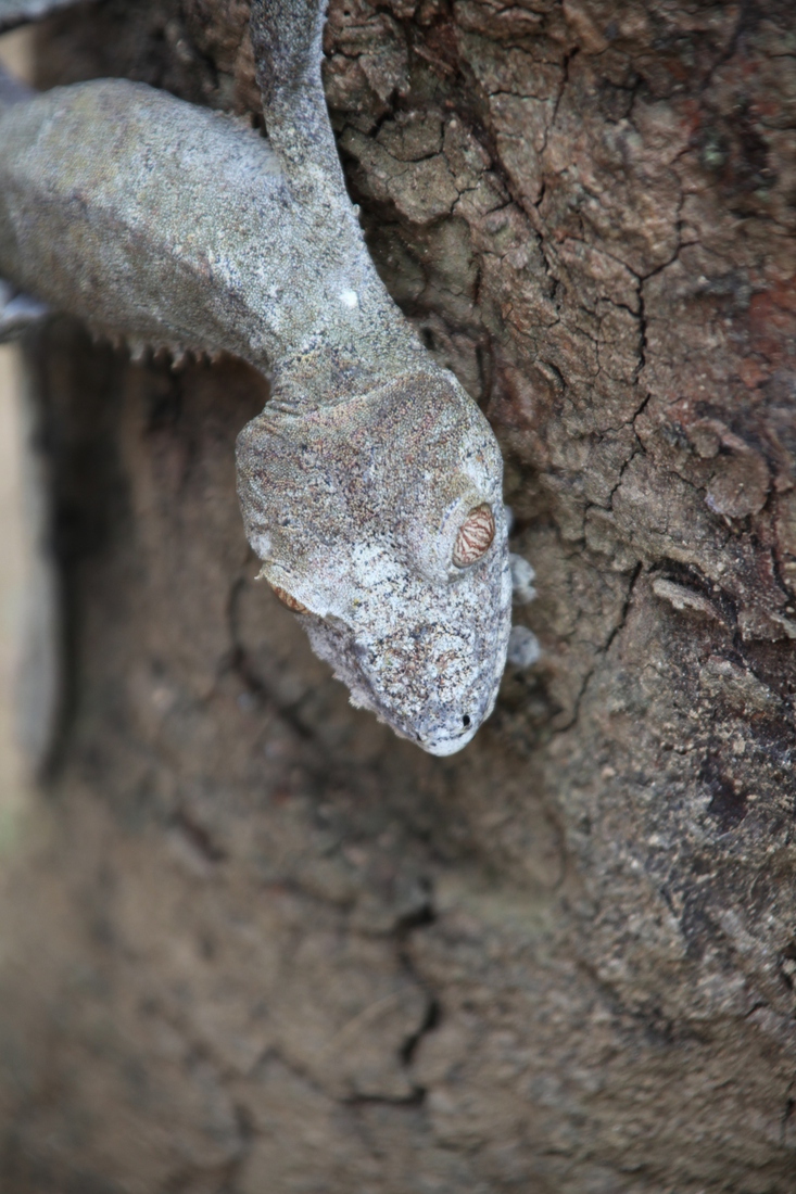 Peyrieras Reserve: Madagaskarplatstaartgekko (Uroplatus fimbriatus)