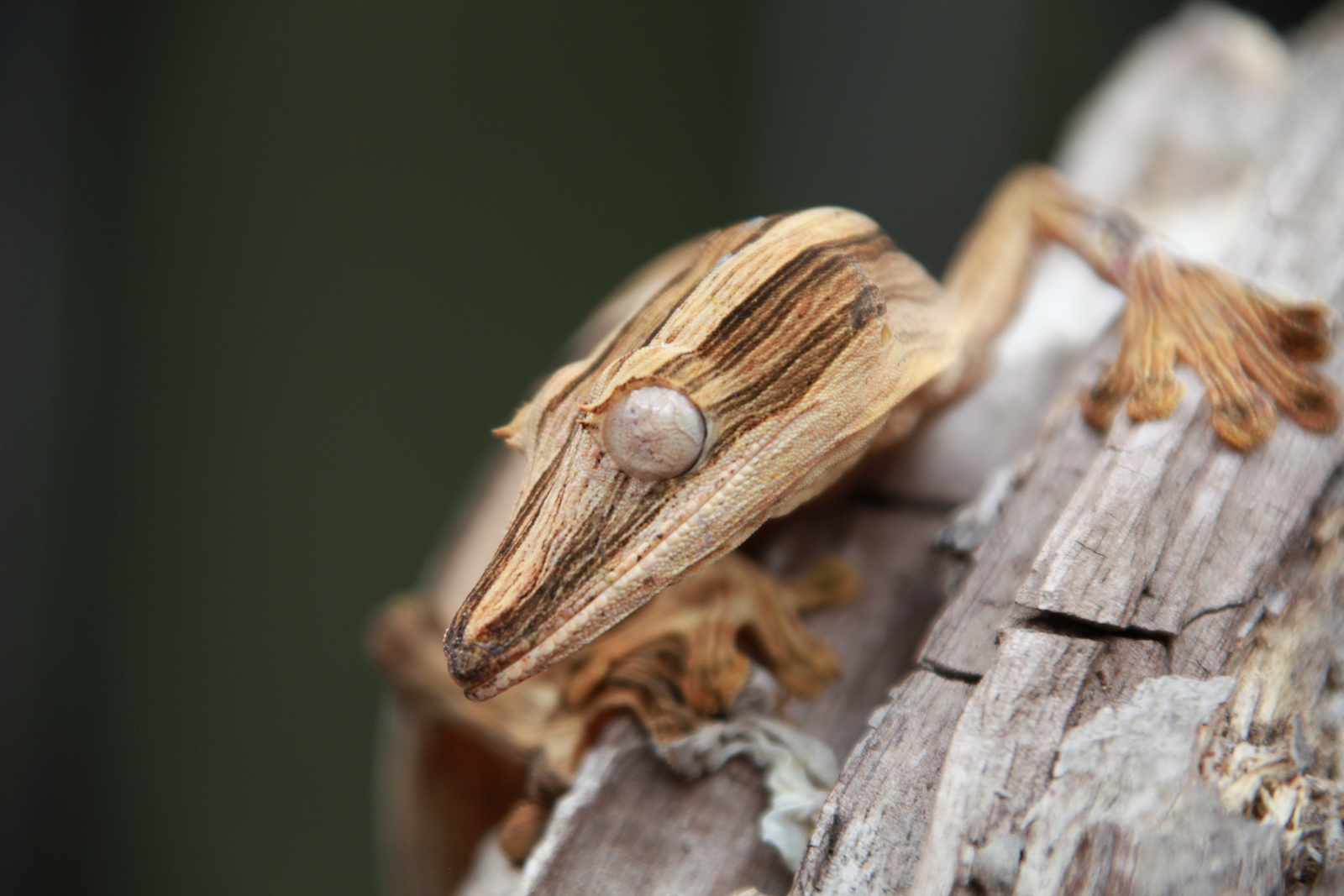 Peyrieras Reserve: Gestreepte bladstaartgekko (Uroplatus lineatus)