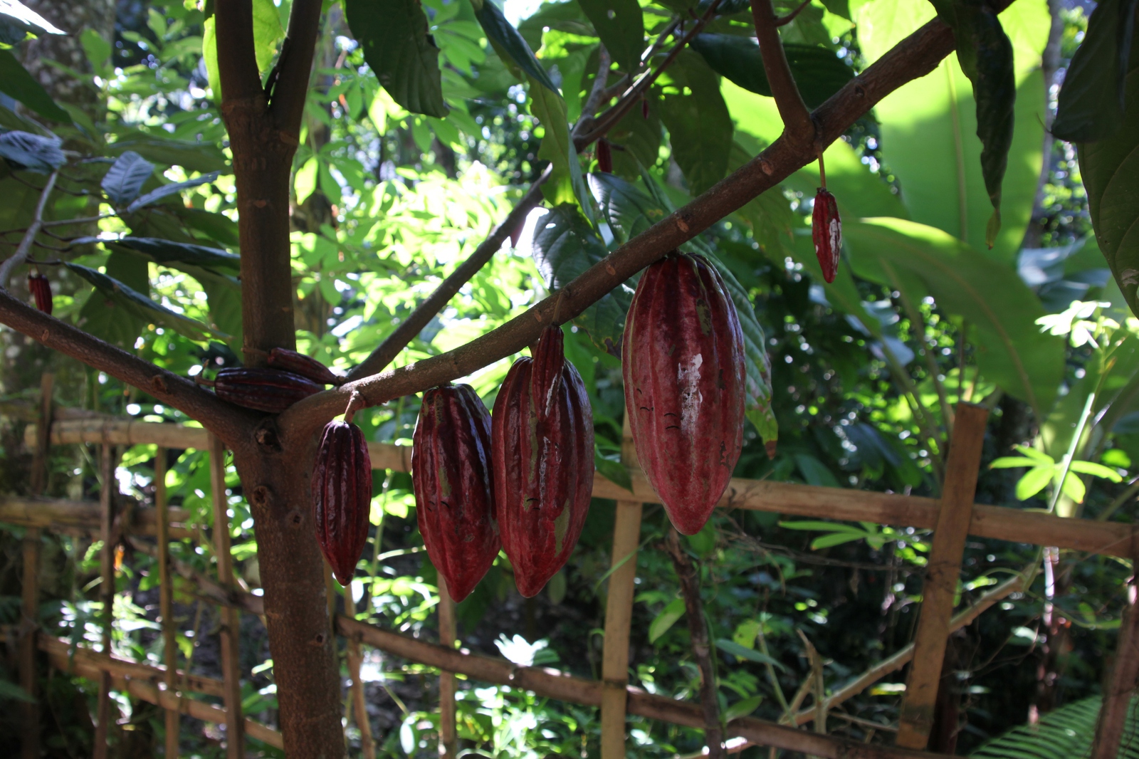 Lombok: Cacao (Theobroma cacao)
