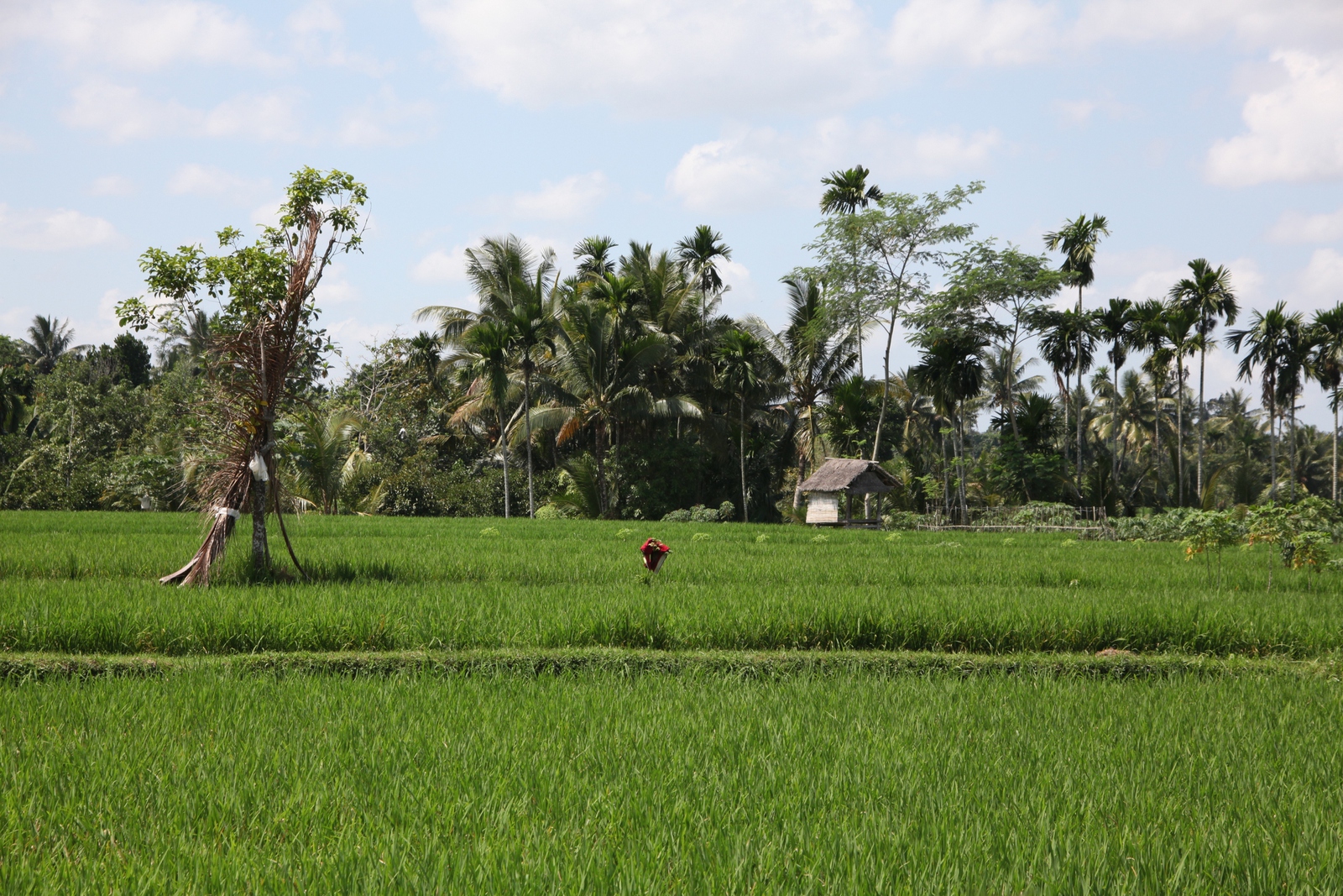 Lombok: Rijstvelden