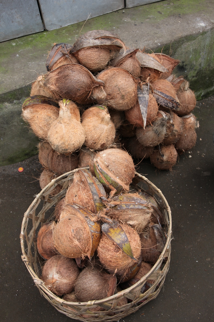 Nabij Ubud: Kokosnoten