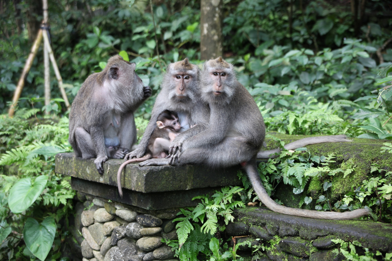 Ubud: Monkey forest