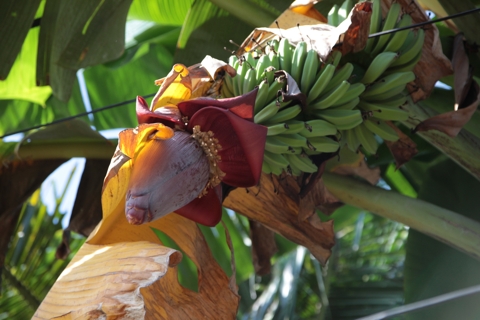 Java: Wilde banaan (Musa Balbisiana)