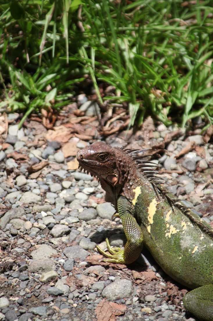N.P. Manuel Antonio: Groene leguaan (Iguana iguana)