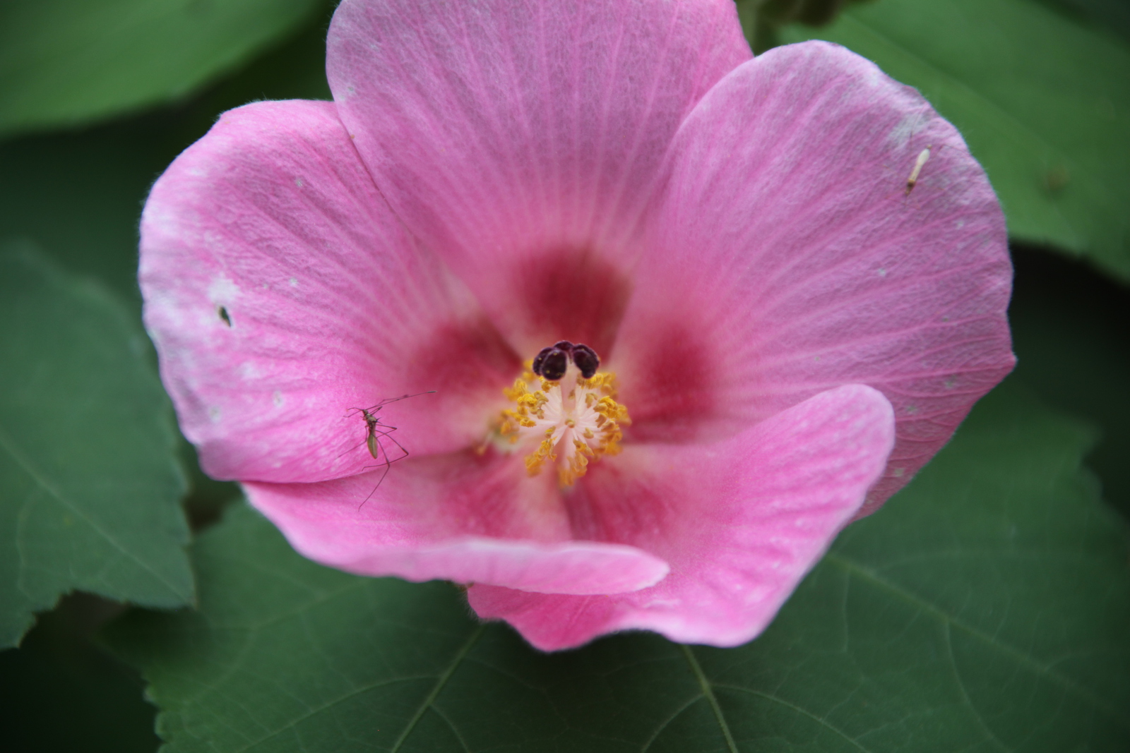 Corcovado: Hibiscus Mutabilis