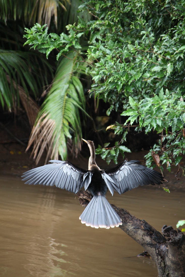 Caño Negro: Amerikaanse slangenhalsvogel (Anhinga anhinga)