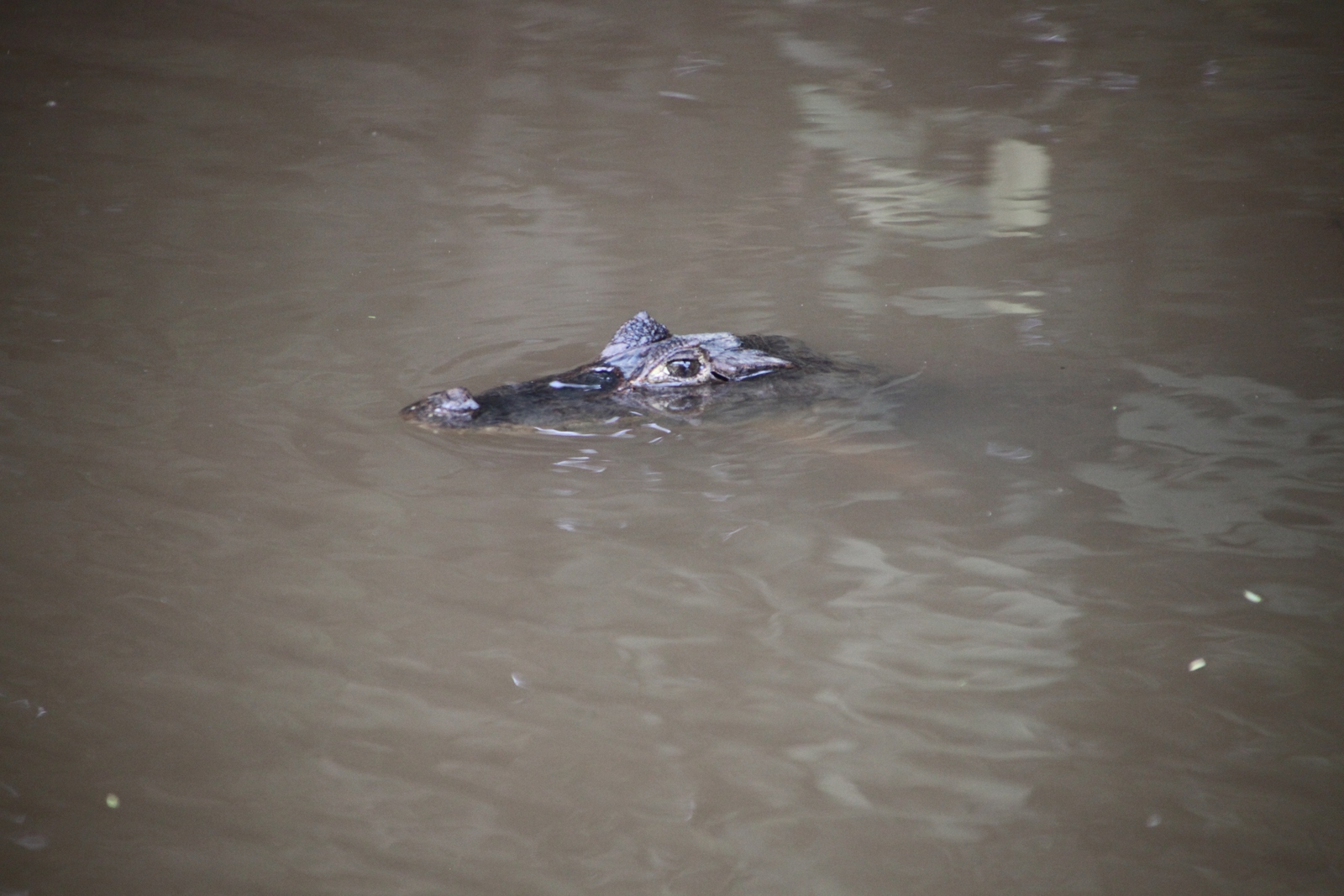 Caño Negro: Brilkaaiman (Caiman crocodilus)