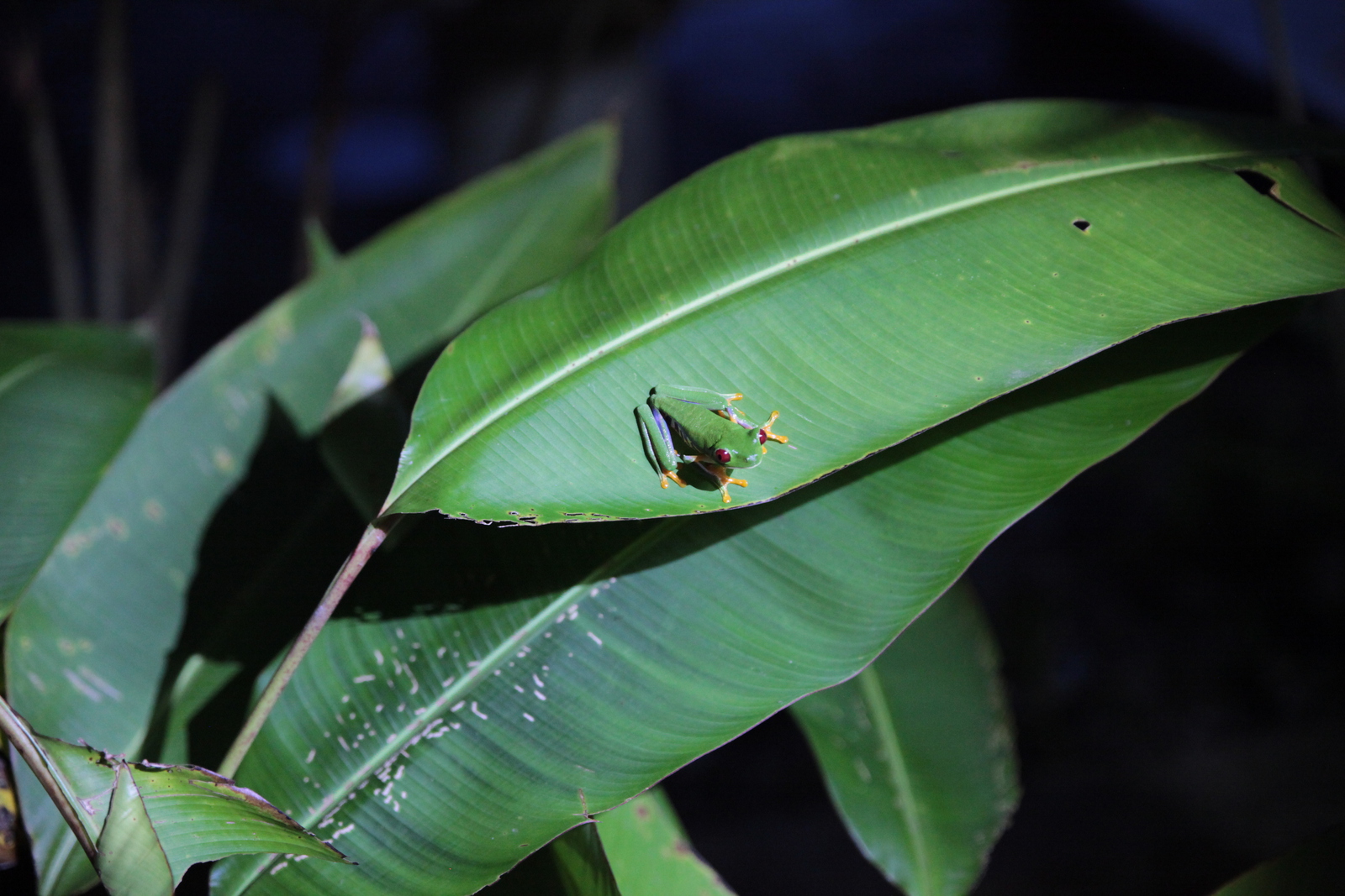 N.P. Cahuita: Roodoogmakikikker (Agalychnis callidryas)