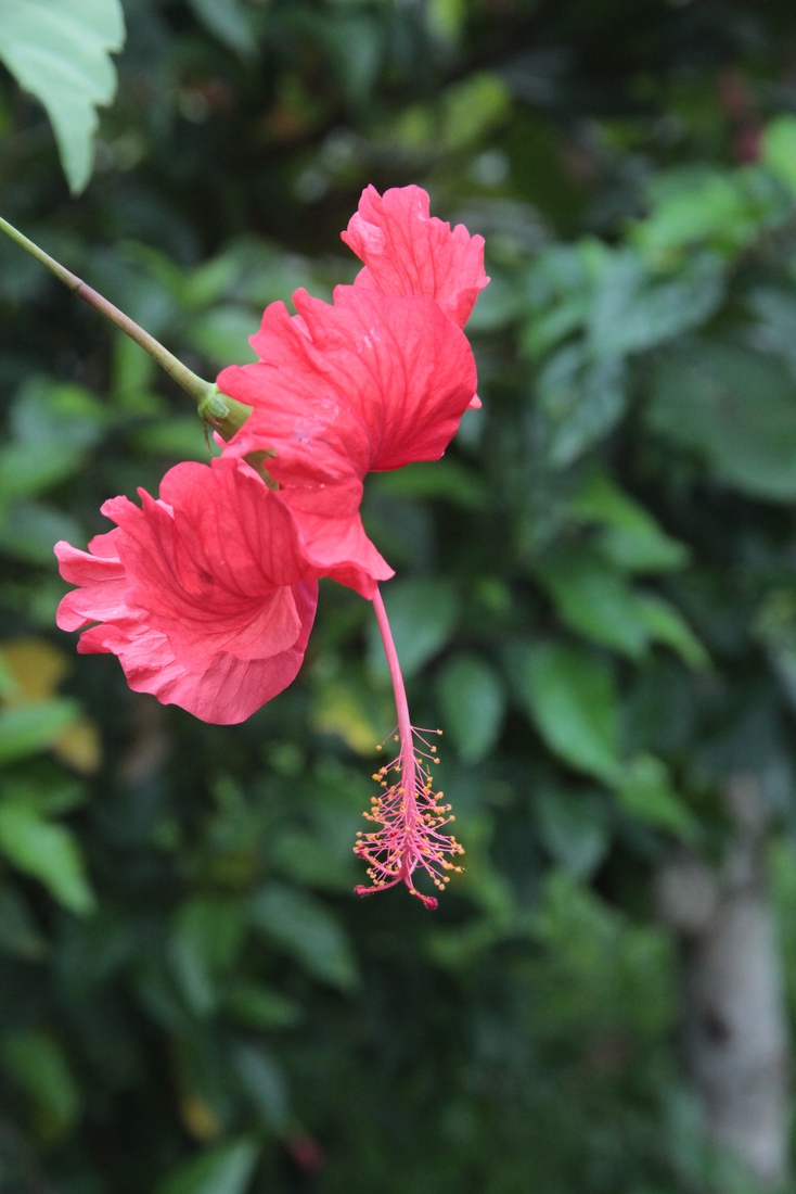 N.P. Cahuita: Rode Hibiscus