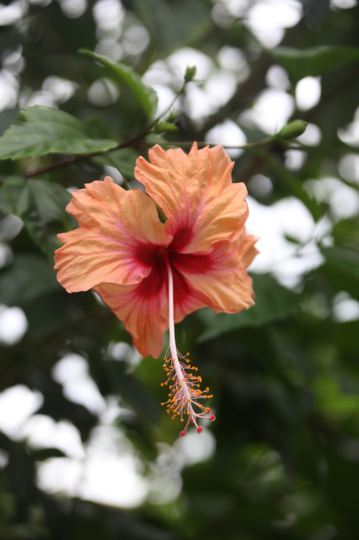 N.P. Cahuita: Hibiscus