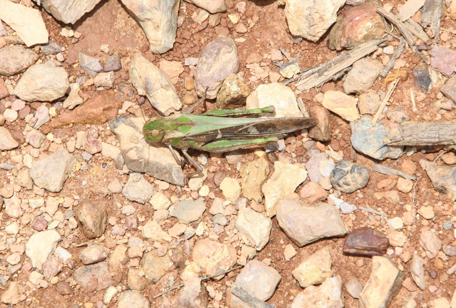 Hsipaw – Pankam: Sprinkhaan (Locusta migratoria migratorioides)