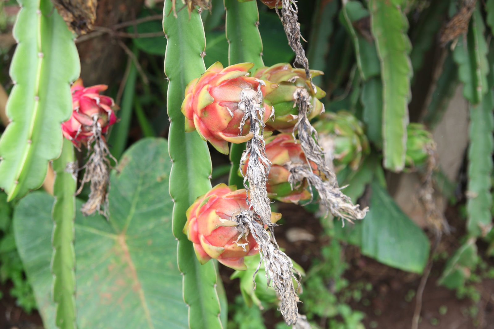 Hsipaw – Pankam: Cactus (Hylocereus undatus)