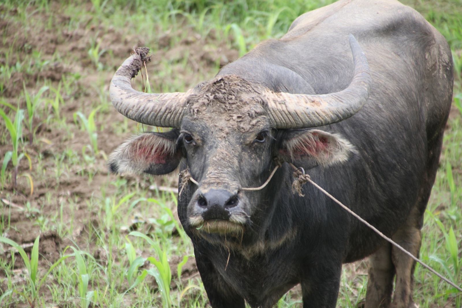 Hsipaw: Waterbuffel (Bubalus arnee bubalis)