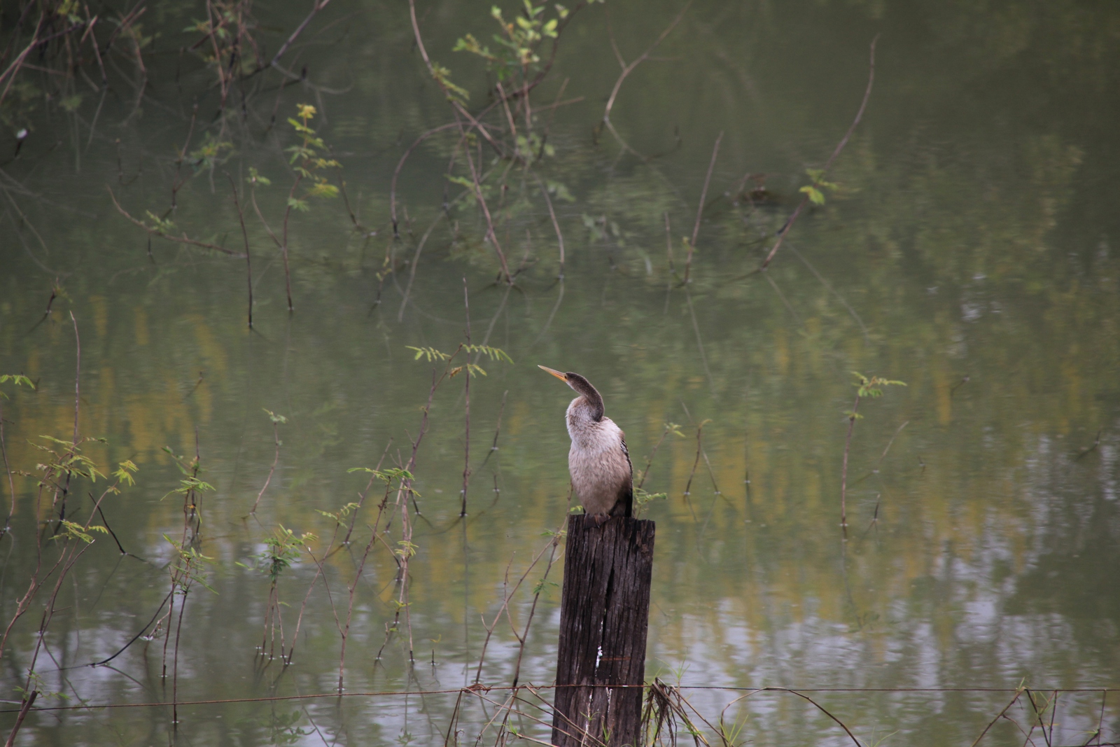 Pantanal: Slangenhalsvogel (Anhinga Anhinga)