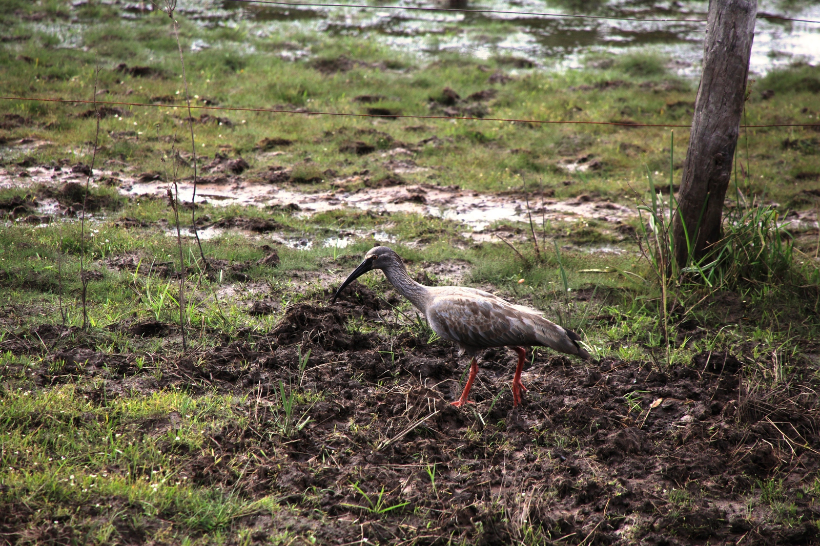 Pantanal: Grijze Ibis (Theristicus caerulescens)