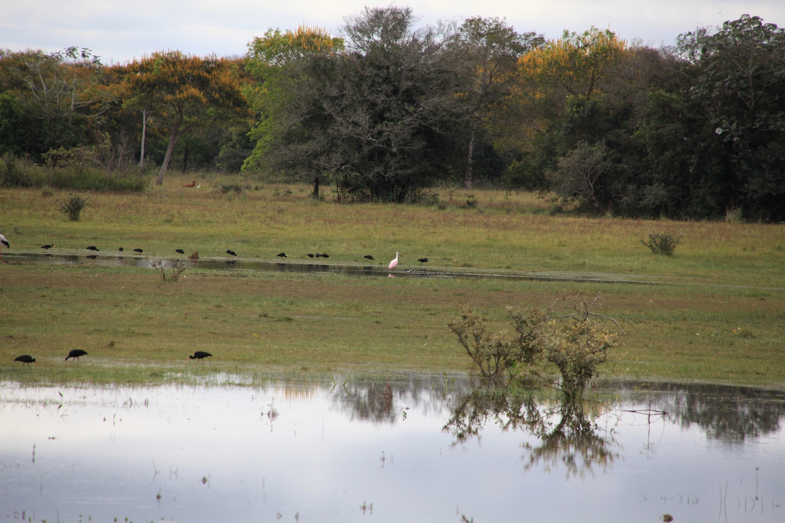 Pantanal: Roze Lepelaar (Platalea Ajaja)