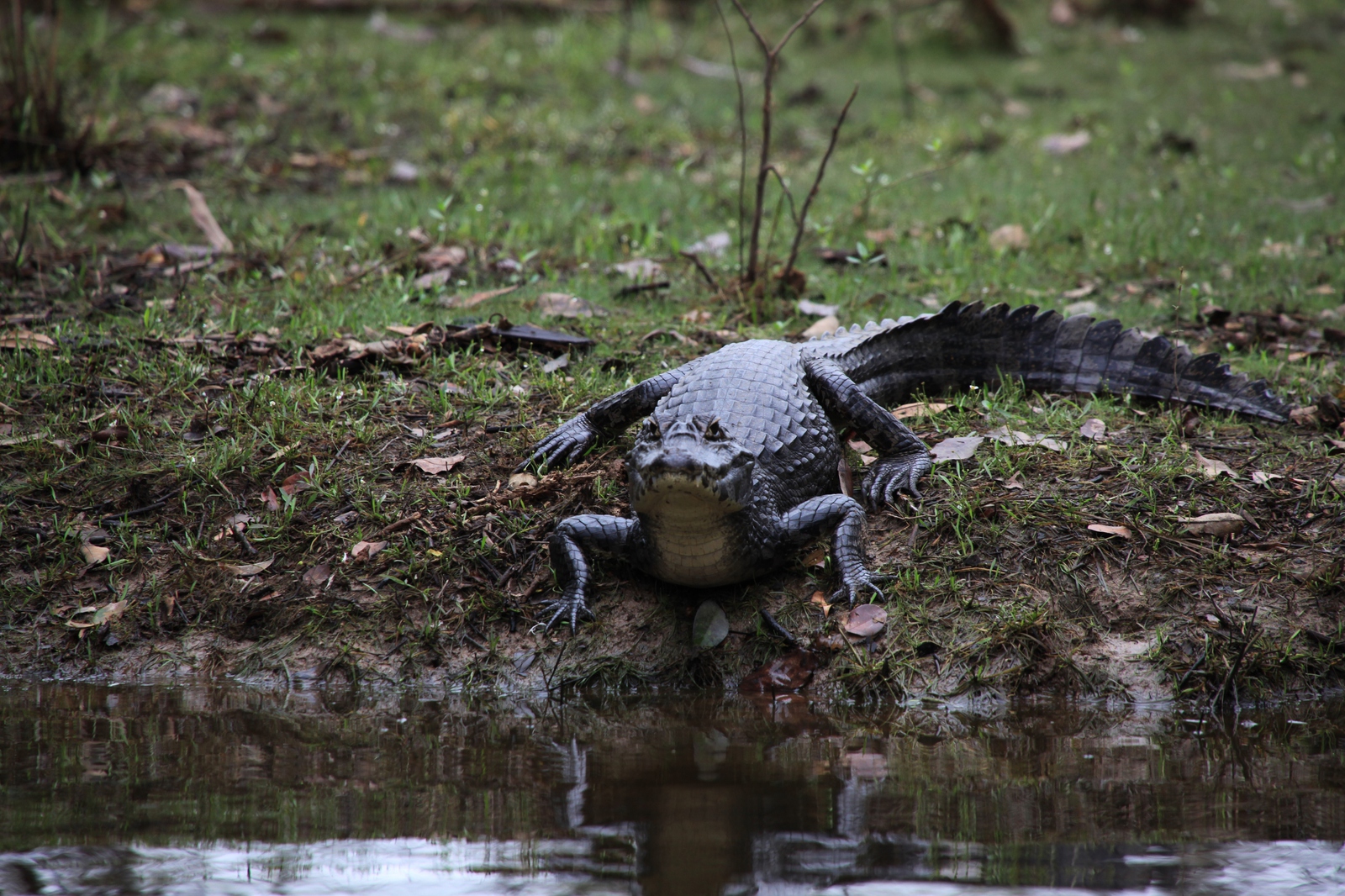 Pantanal: Brilkaaiman (Caiman crocodilus)
