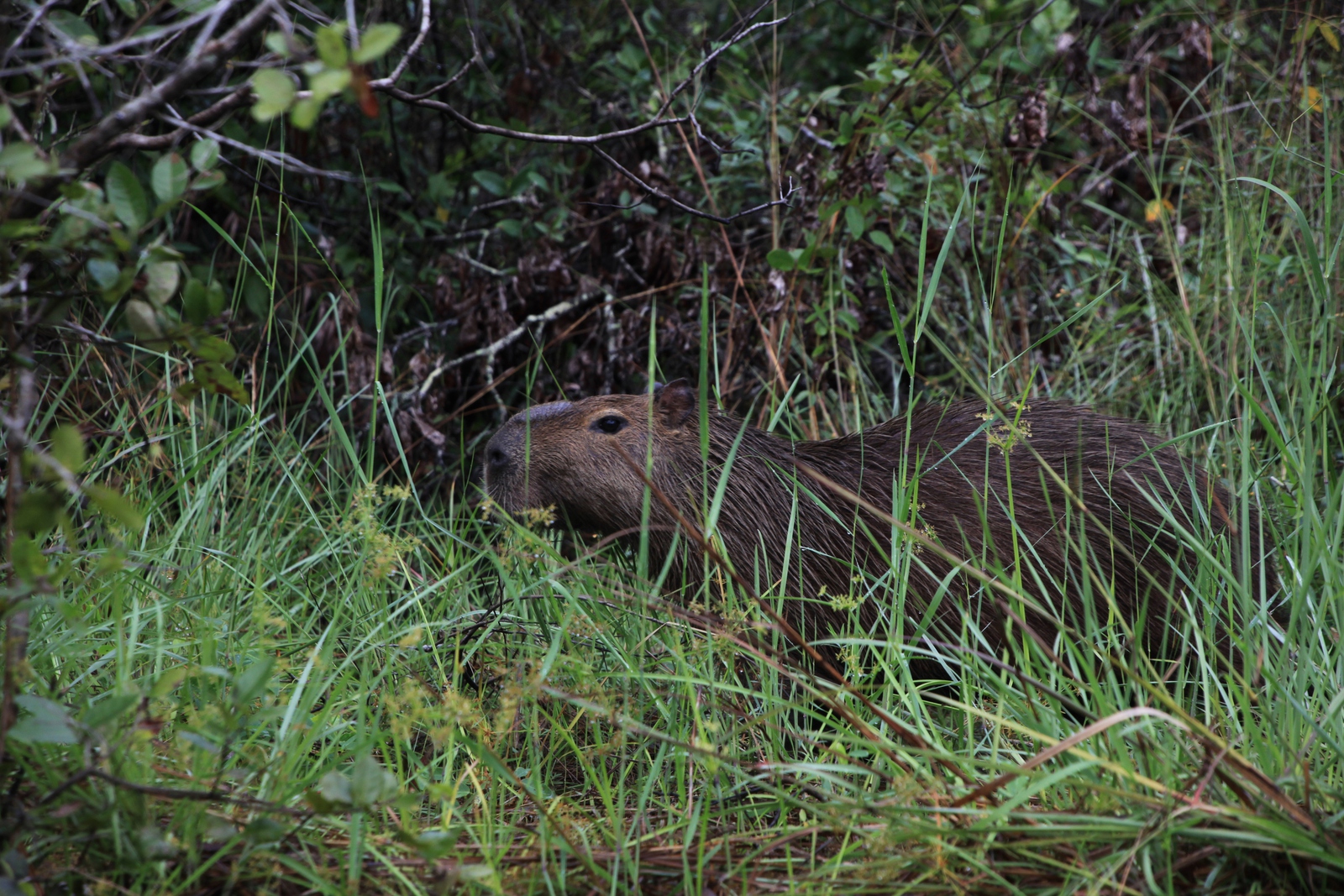 Pantanal: Capibara (Hydrochoerus hydrochaeris)