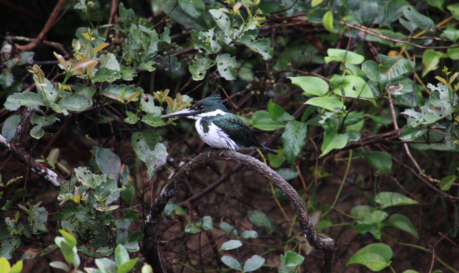 Pantanal: Groene ijsvogel (Chloroceryle americana)