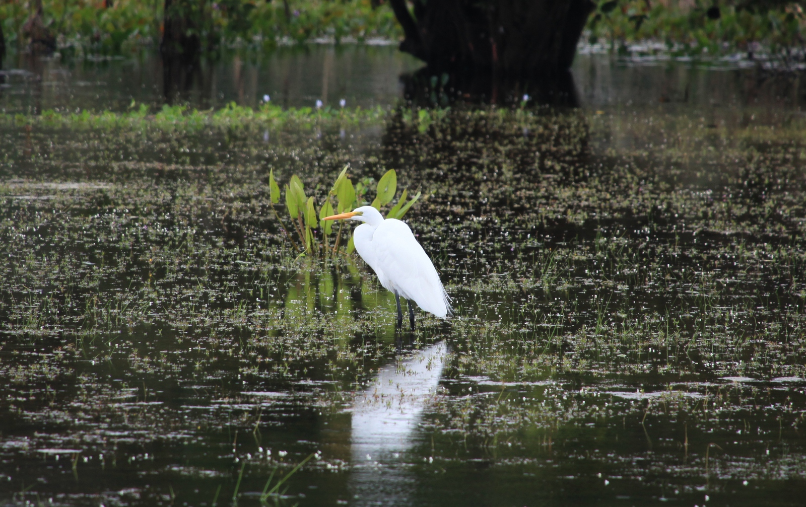 Pantanal: Grote zilverreiger (Ardea alba)