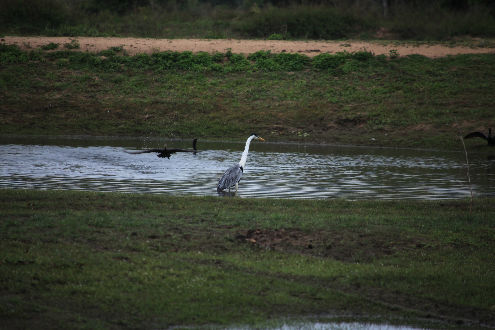 Pantanal: Sokoireiger (Ardea cocoi)